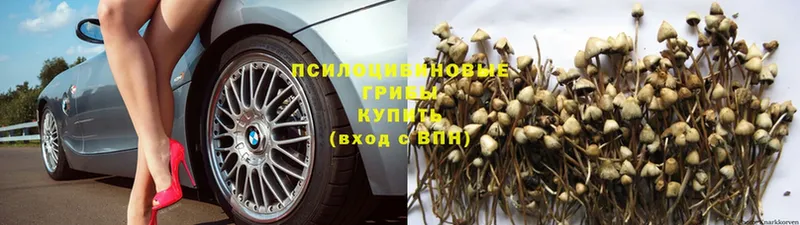 купить   Выкса  Псилоцибиновые грибы Magic Shrooms 